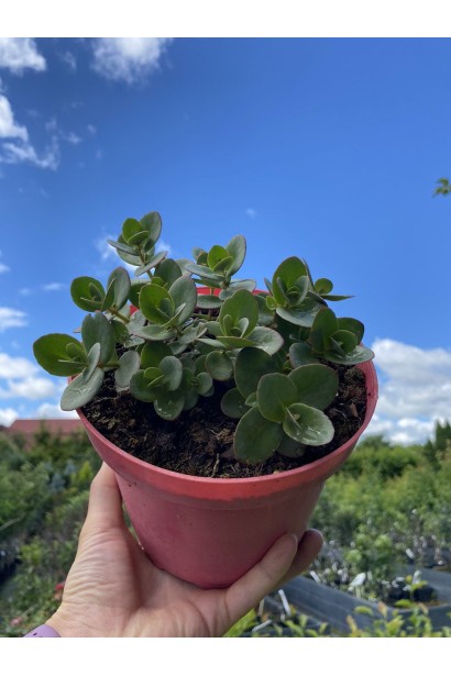 Очиток гібридний Лайм Зінгер - 0,5-3л/вис.5-10см/Ø10-15см